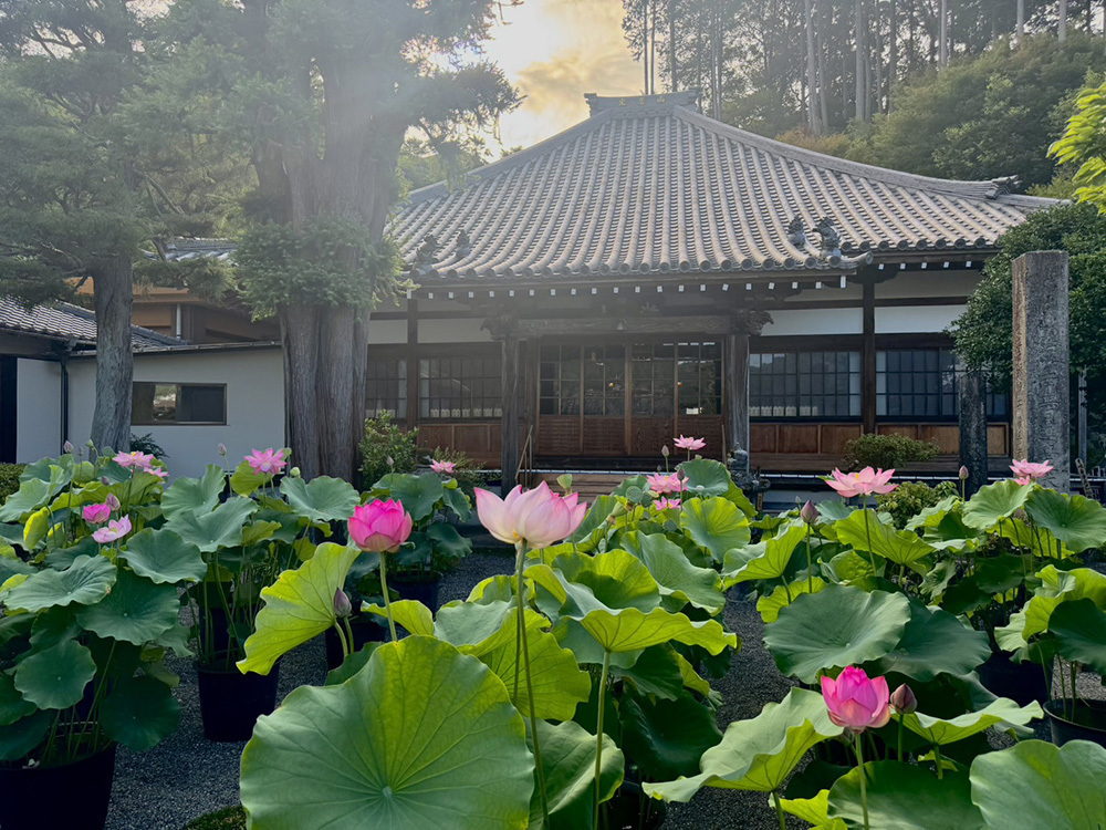 伊豆の国市大仁の龍源寺（りゅうげんじ）の2026年の夏のは過去最多の蓮の花々