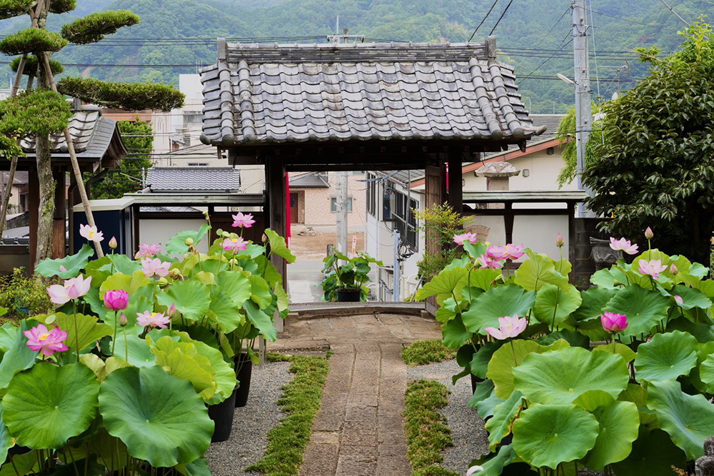 伊豆の国市大仁の龍源寺（りゅうげんじ）の2026年の夏のは過去最多の蓮の花々