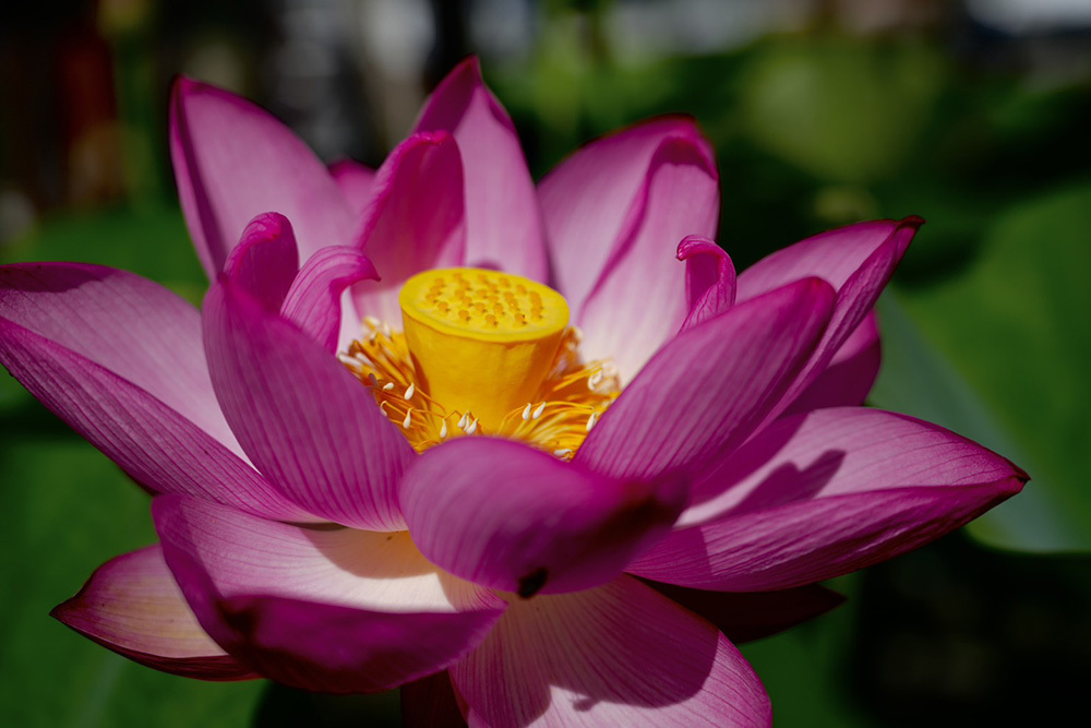 伊豆の国市大仁の龍源寺（りゅうげんじ）の2026年の夏のは過去最多の蓮の花