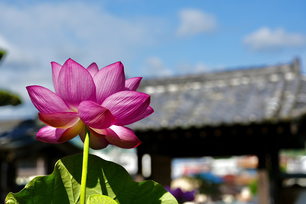 伊豆の国市大仁の龍源寺（りゅうげんじ）の2026年の夏のは過去最多の蓮の花