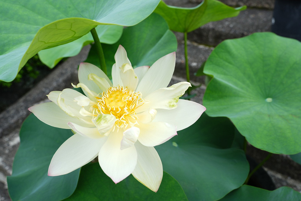 伊豆の国市大仁の龍源寺（りゅうげんじ）の2026年の夏のは過去最多の蓮の花